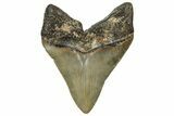 Fossil Megalodon Tooth - North Carolina #328281-1